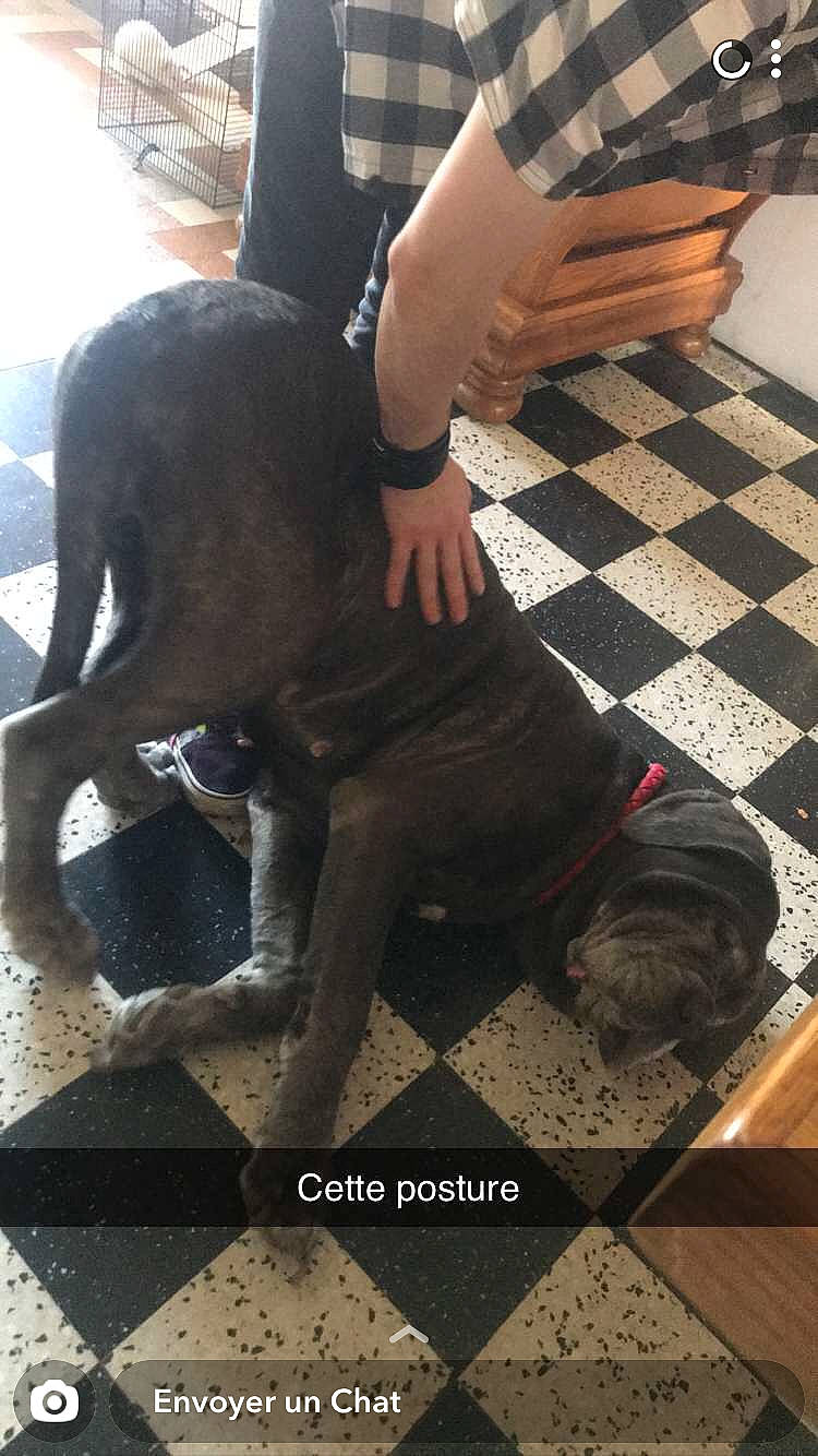 Harley participe au concours pour gagner de l'argent avec cette photo : cane_corso, canidae, carnivore, companion_dog, dog, dog_breed, fawn, great_dane, guard_dog, non_sporting_group, sporting_group