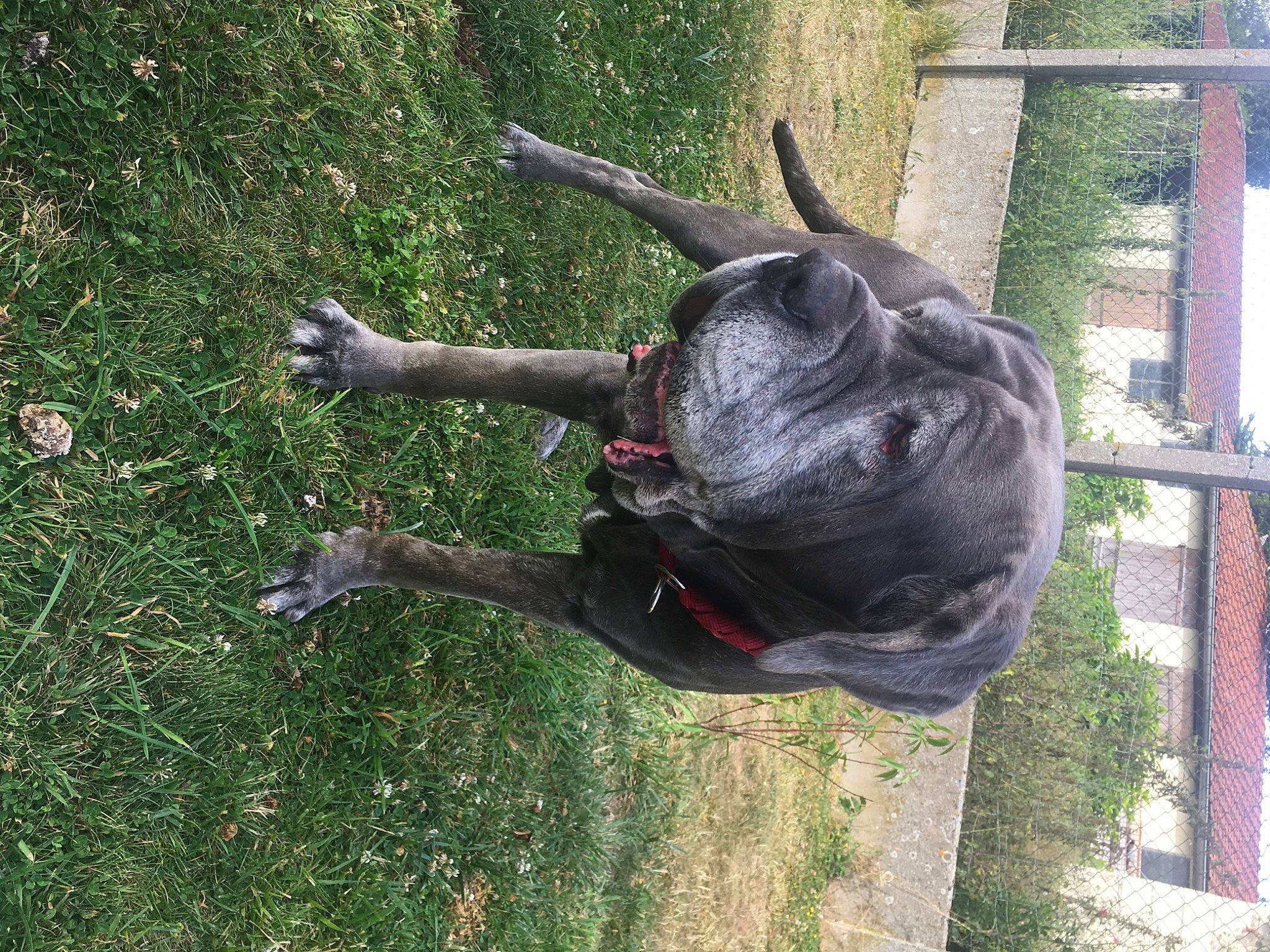 Harley participe au concours pour gagner de l'argent avec cette photo : american_staffordshire_terrier, bandog, canidae, carnivore, dog, dog_breed, fawn, great_dane, guard_dog, non_sporting_group, snout