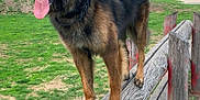 Pablo participe au concours pour gagner de l'argent avec cette photo : animal, balance, canine, daytime, dog, exercise, fence, german_shepherd, grass, happy, leash, mammal, nature, outdoor, park, pet, playful, tongue_out, tree, wooden_beam