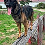 dog, german_shepherd, tongue_out, wooden_beam, park, grass, tree, outdoor, pet, animal, canine, playful, nature, daytime, balance, fence, happy, mammal, leash, exercise