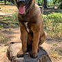 Pablo participe au concours pour gagner de l'argent avec cette photo : dog, puppy, tree_stump, outdoor, park, grass, sunlight, nature, animal, tongue_out, ears_up, brown_fur, black_face, happy, cute, pet, canine, sitting, daytime, playful