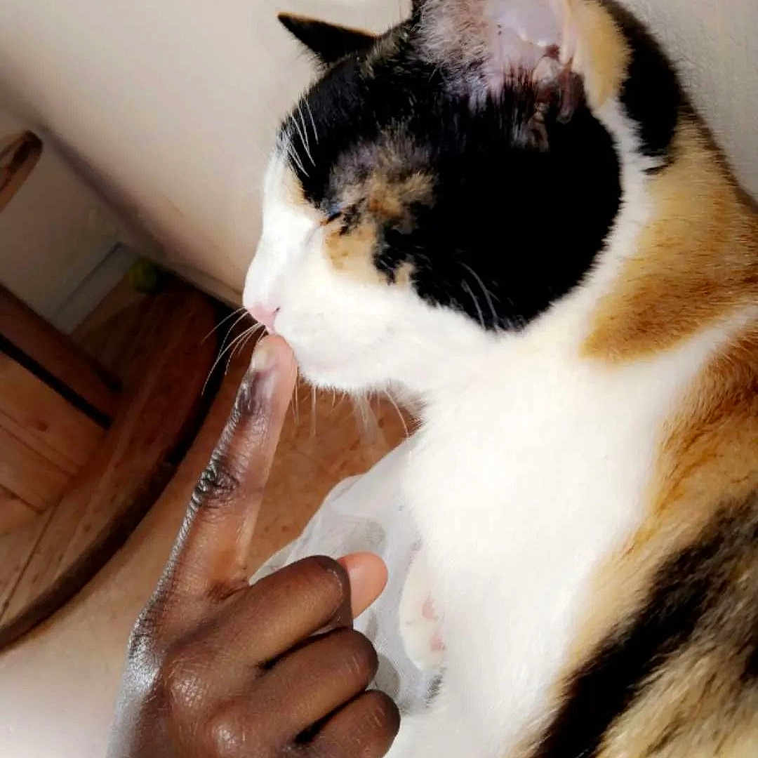 Isis a rejoint le concours — aidez-le/la à gagner de superbes lots ! abyssinian, animal, arm, bodypart, cat, cosmetics, doctor, finger, hand, hardwood, kitten, manx, person, pet, sink, skin, snout, stainedwood, wood