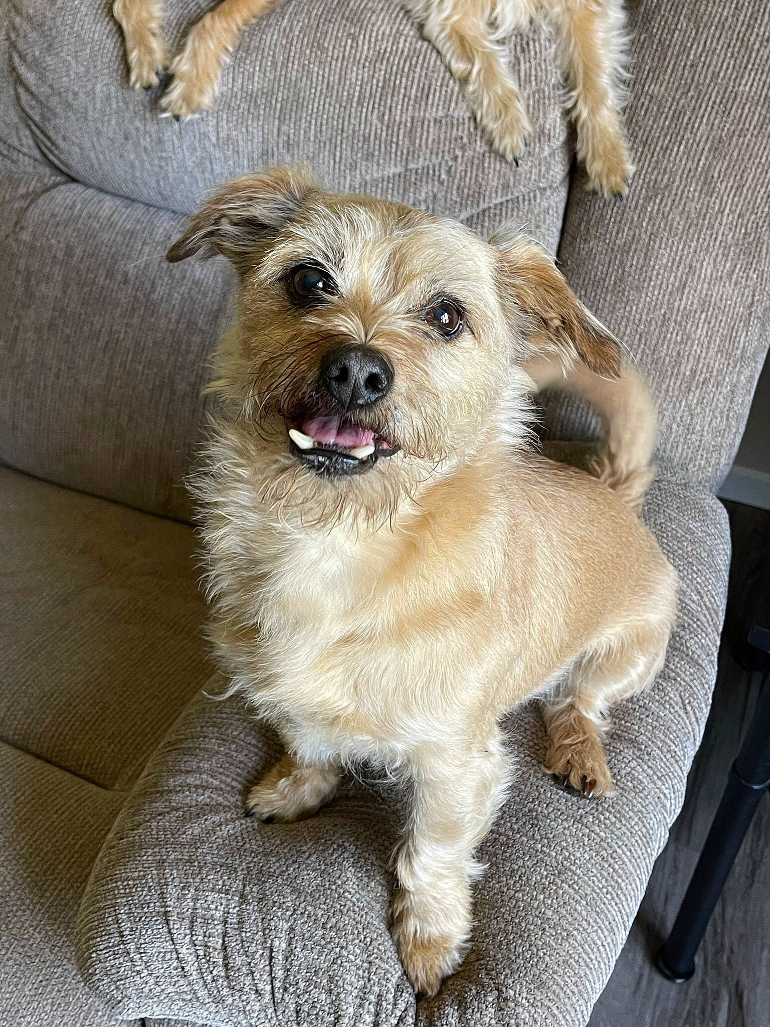 Buddy is registered to the contest to win money with this photo: ancient_dog_breeds, carnivore, collar, companion_dog, dog, dog_breed, dog_collar, dog_supply, fawn, fur, pet_supply, puppy, terrestrial_animal, terrier, toy_dog, whiskers, working_animal