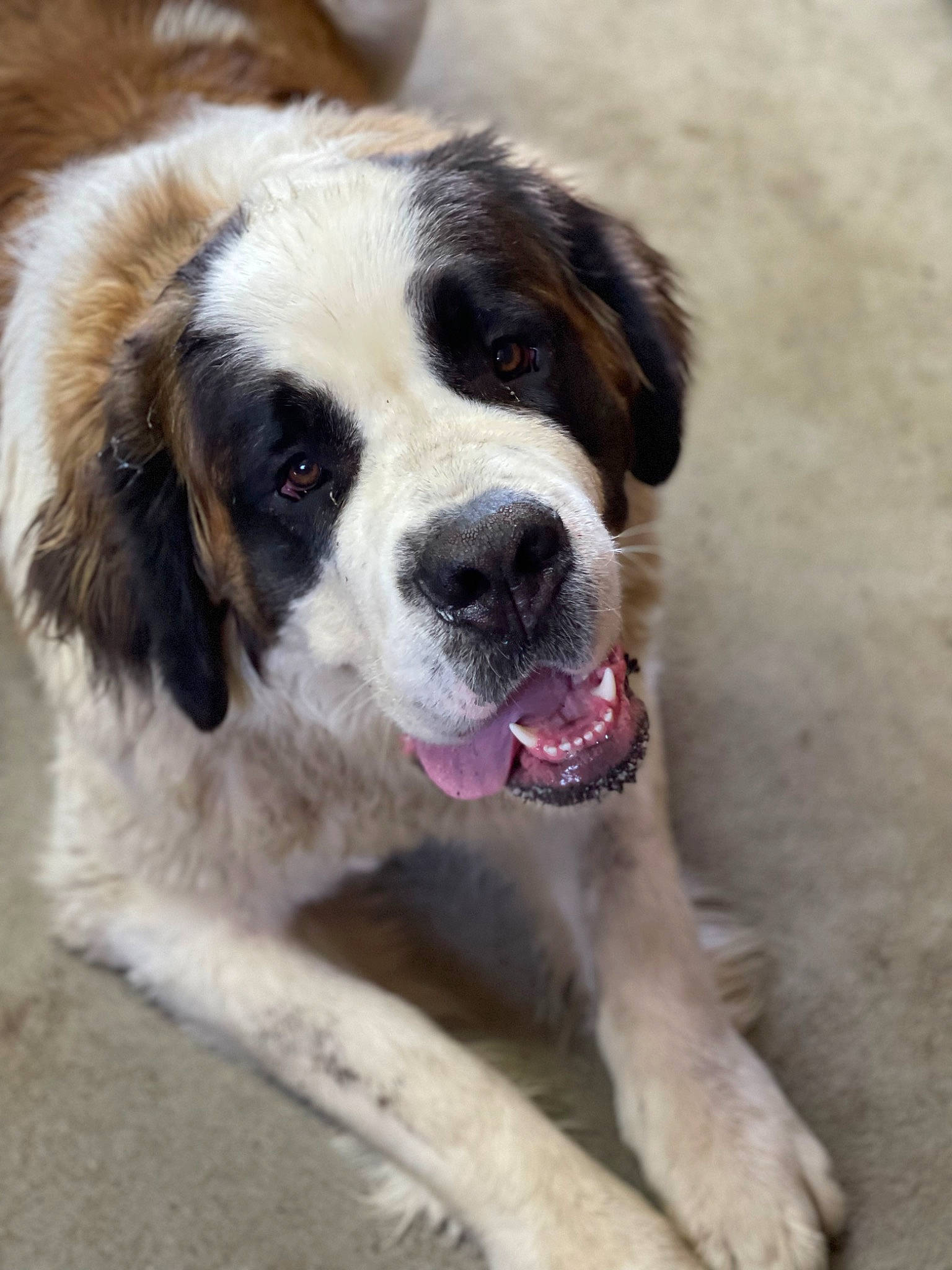 Stanley is registered to the contest to win money with this photo: ancient_dog_breeds, bored, canidae, carnivore, companion_dog, dog, dog_breed, door, fur, moscow_watchdog, snout, sporting_group, terrestrial_animal, whiskers, working_dog