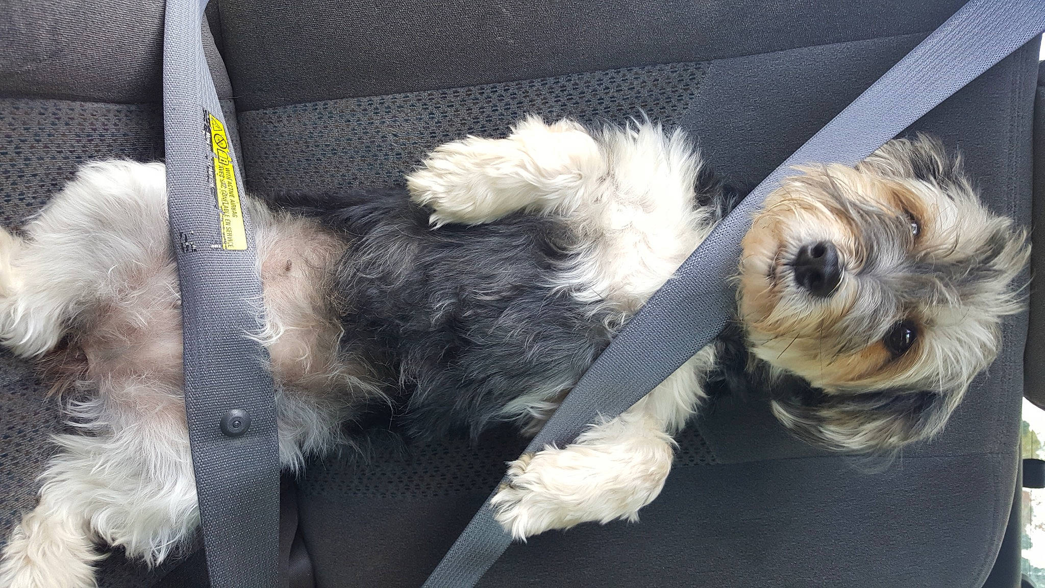 Bella joined the competition — help win amazing prizes! canidae, carnivore, collar, companion_dog, dog, dog_breed, dog_clothes, dog_collar, dog_supply, fur, paw, pet_supply, puppy_love, small_terrier, snout, sporting_group, tail, terrier, toy_dog, working_animal