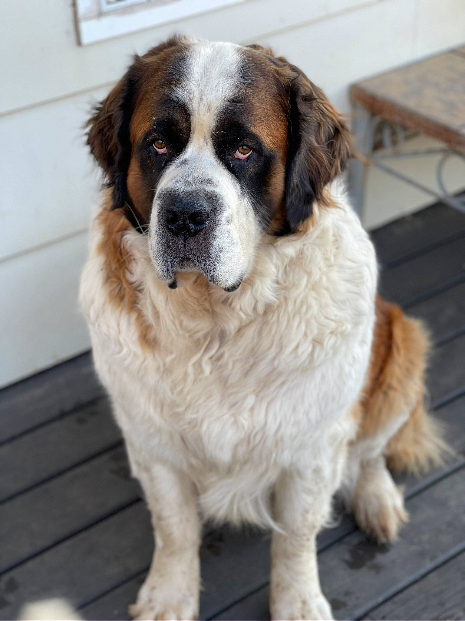 Axel joined the competition — help win amazing prizes! ancient_dog_breeds, carnivore, companion_dog, dog, dog_breed, door, fur, giant_dog_breed, moscow_watchdog, snout, sporting_group, st_bernard, terrestrial_animal, working_dog