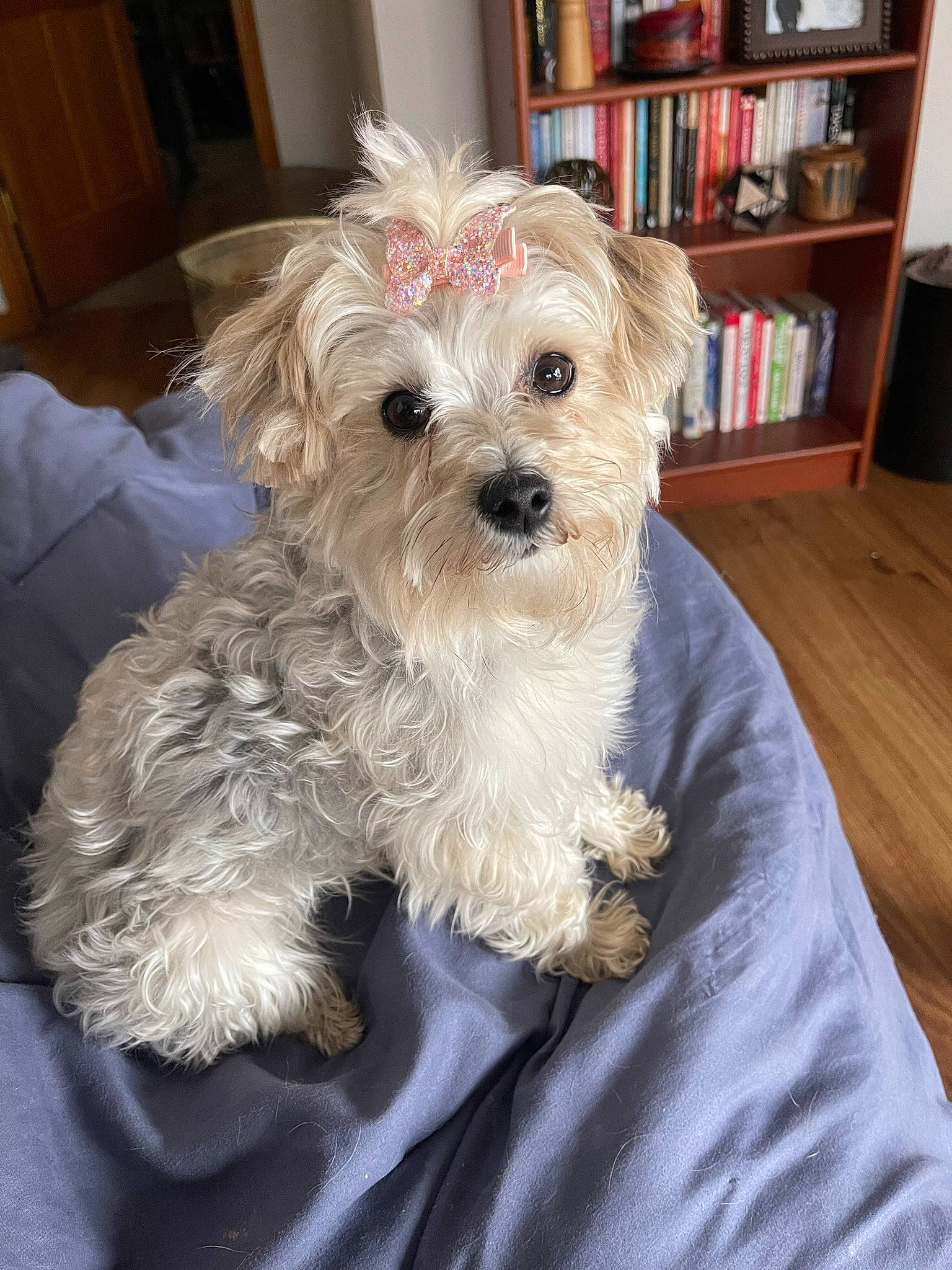 Nova joined the competition — help win amazing prizes! bookcase, canidae, carnivore, companion_dog, dog, dog_breed, dog_supply, fur, maltepoo, poodle_crossbreed, shelf, shih_poo, small_terrier, snout, sporting_group, terrier, toy_dog, water_dog, working_animal, yorkipoo