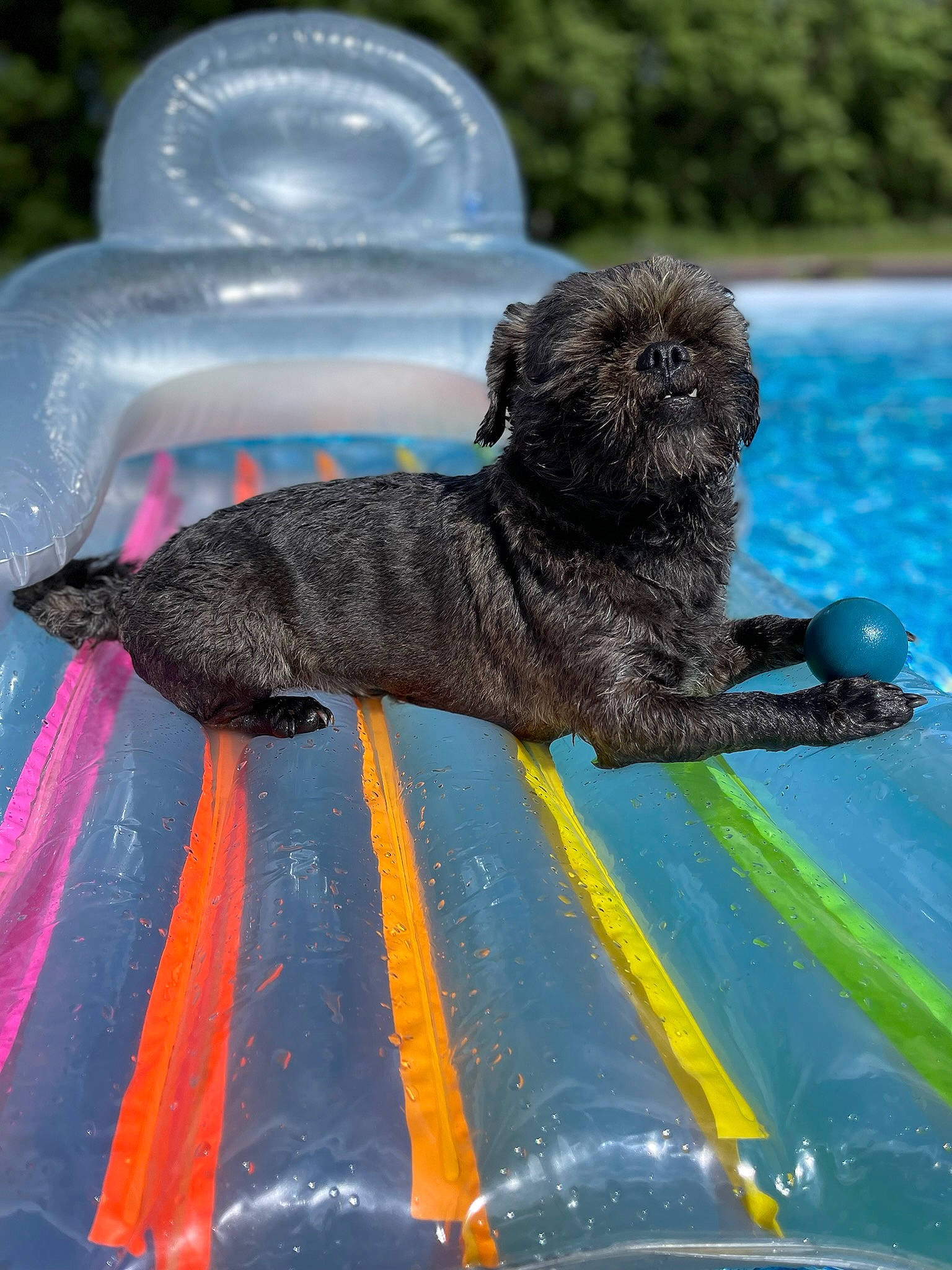 Ferris joined the competition — help win amazing prizes! blue, canidae, carnivore, collar, companion_dog, dog, dog_breed, dog_collar, dog_supply, fawn, grass, liver, pet_supply, snout, sporting_group, swimming_pool, tail, toy_dog, water, working_animal