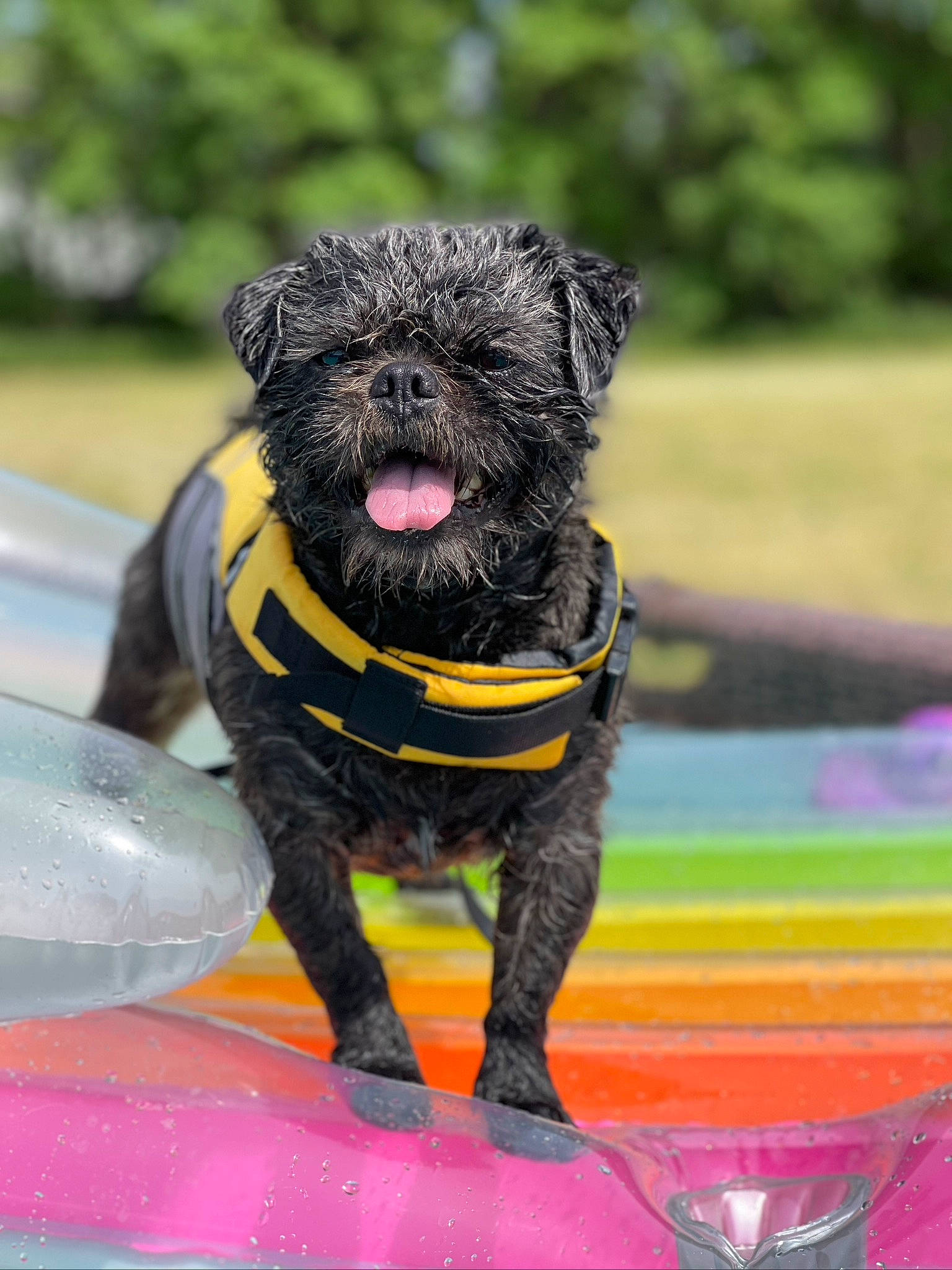 Ferris joined the competition — help win amazing prizes! annual_plant, canidae, carnivore, collar, companion_dog, dog, dog_breed, dog_collar, fashion_accessory, fawn, grass, non_sporting_group, plant, snout, sporting_group, terrestrial_animal, terrier, toy_dog, water_dog, working_animal