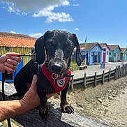 Rocco a rejoint le concours — aidez-le/la à gagner de superbes lots ! dog, dachshund, pet, animal, leash, harness, person_hand, wooden_fence, outdoor, sky, cloud, cottage, building, colorful, waterfront, sunlight, daytime, nature, seaside, quiet