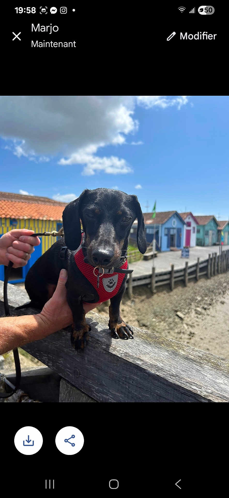 Rocco a rejoint le concours — aidez-le/la à gagner de superbes lots ! dog, dachshund, pet, animal, leash, harness, person_hand, wooden_fence, outdoor, sky, cloud, cottage, building, colorful, waterfront, sunlight, daytime, nature, seaside, quiet