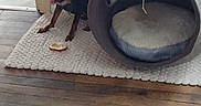 Rocky participe au concours pour gagner de l'argent avec cette photo : circular_bed, cozy, cushion, dog, door_frame, doorway, fur, hardwood_floor, home_interior, indoor, muzzle, pet, pet_bed, plush, rug, small_dog, tongue_out, treat, wall, wood_floor