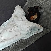 Rocky participe au concours pour gagner de l'argent avec cette photo : bedding, black, blanket, corner, couch, cozy, dog, ears, fur, furniture, grey, home_interior, indoor, peeking, pet, pillows, portrait, resting, small_dog, throw_blanket