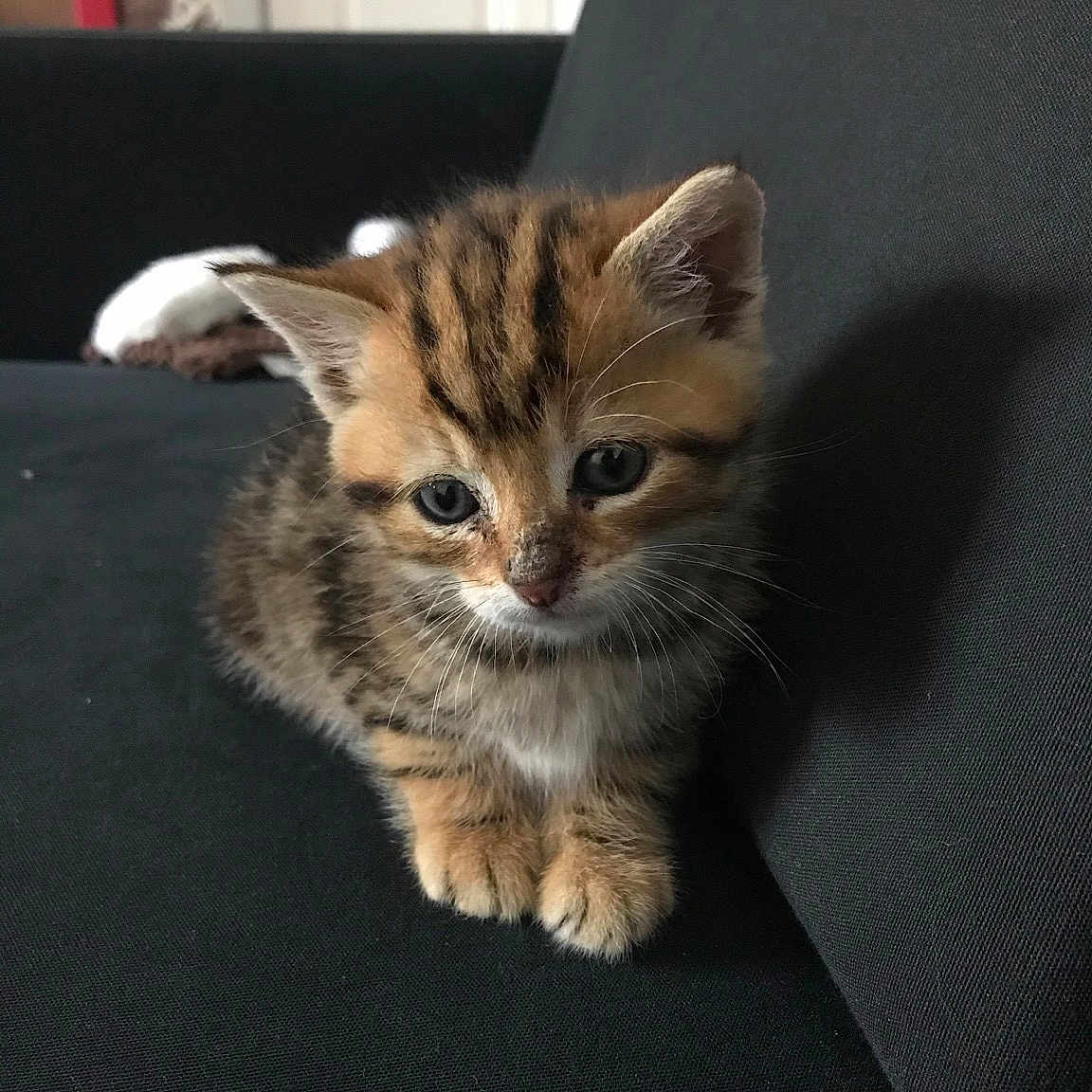 Titouan