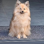 Aston participe au concours pour gagner de l'argent avec cette photo : dog, fluffy, cream_colored, small_dog, sitting, portrait, doorway, indoors, welcome_mat, tile_floor, fur, pointed_ears, black_nose, squinting, sunlight, pet, companion_animal, centered_composition, home_entrance, cute