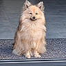 dog, fluffy, cream_colored, small_dog, sitting, portrait, doorway, indoors, welcome_mat, tile_floor, fur, pointed_ears, black_nose, squinting, sunlight, pet, companion_animal, centered_composition, home_entrance, cute