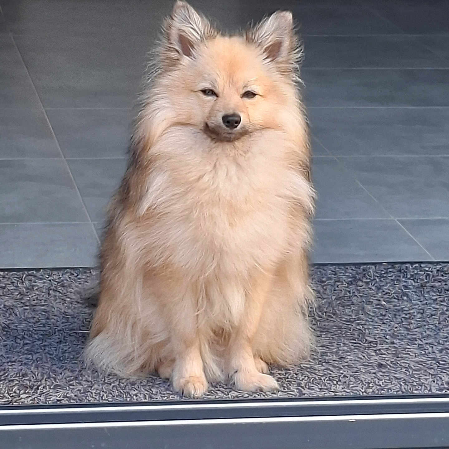 Aston participe au concours pour gagner de l'argent avec cette photo : dog, fluffy, cream_colored, small_dog, sitting, portrait, doorway, indoors, welcome_mat, tile_floor, fur, pointed_ears, black_nose, squinting, sunlight, pet, companion_animal, centered_composition, home_entrance, cute