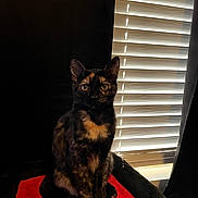 Violet joined the competition — help win amazing prizes! cat, tortoiseshell, pet, animal, indoor, red_cushion, window_blinds, sitting, feline, black_background, portrait, domestic_cat, soft_light, curtains, furry, whiskers, ears, eyes, quiet, cozy