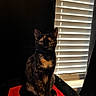 cat, tortoiseshell, pet, animal, indoor, red_cushion, window_blinds, sitting, feline, black_background, portrait, domestic_cat, soft_light, curtains, furry, whiskers, ears, eyes, quiet, cozy