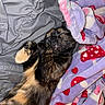 Violet joined the competition — help win amazing prizes! cat, tortoiseshell, sleeping, blanket, purple_blanket, mushroom_pattern, gray_blanket, cozy, pet, fur, relaxed, indoor, cute, animal, resting, paw, soft_texture, nap, comfort, colorful