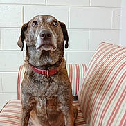 Daisy is registered to the contest to win money with this photo: dog, brindle_coat, red_collar, couch, striped_cushions, indoor, pet, animal, sitting, white_brick_wall, fur, ears, face, looking_up, domestic, canine, portrait, companion, household, alert