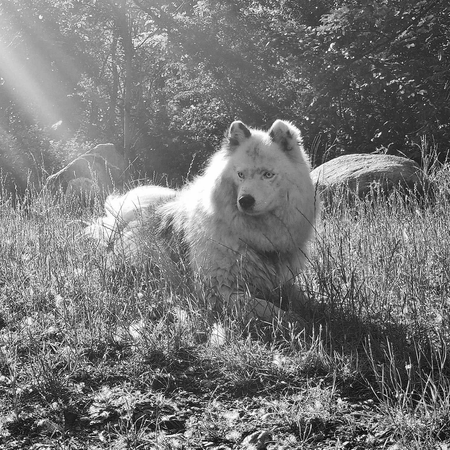 Orion a rejoint le concours — aidez-le/la à gagner de superbes lots ! animal, canine, daytime, dog, field, fluffy, forest, fur, grass, light, mammal, nature, outdoor, pet, relaxing, rocks, scenery, shade, sunlight, wild