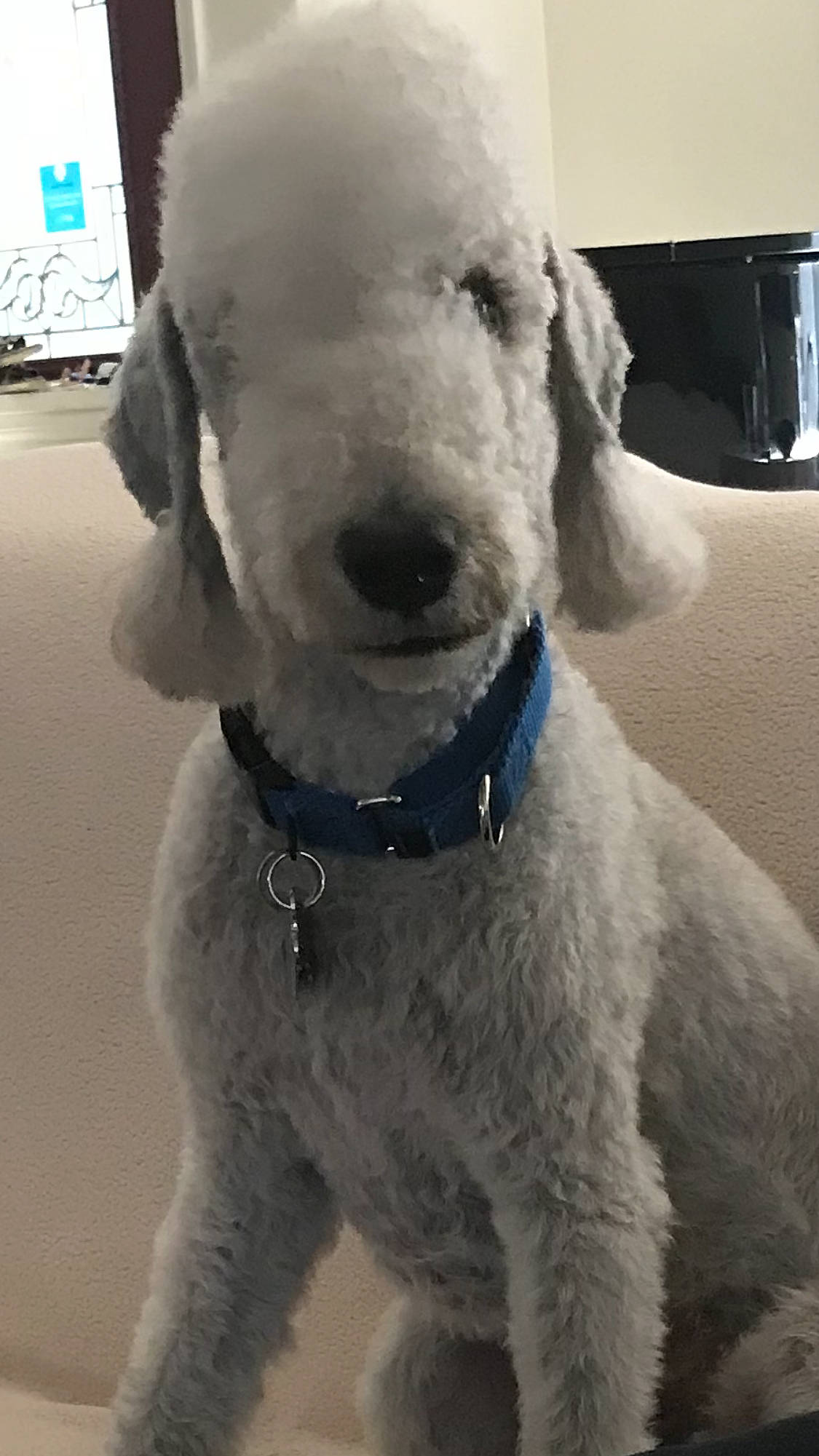 Jet joined the competition — help win amazing prizes! canidae, carnivore, collar, companion_dog, dog, dog_breed, dog_collar, dog_supply, fur, labradoodle, maltepoo, pet_supply, poodle, snout, sporting_group, standard_poodle, terrier, toy_dog, water_dog, working_animal