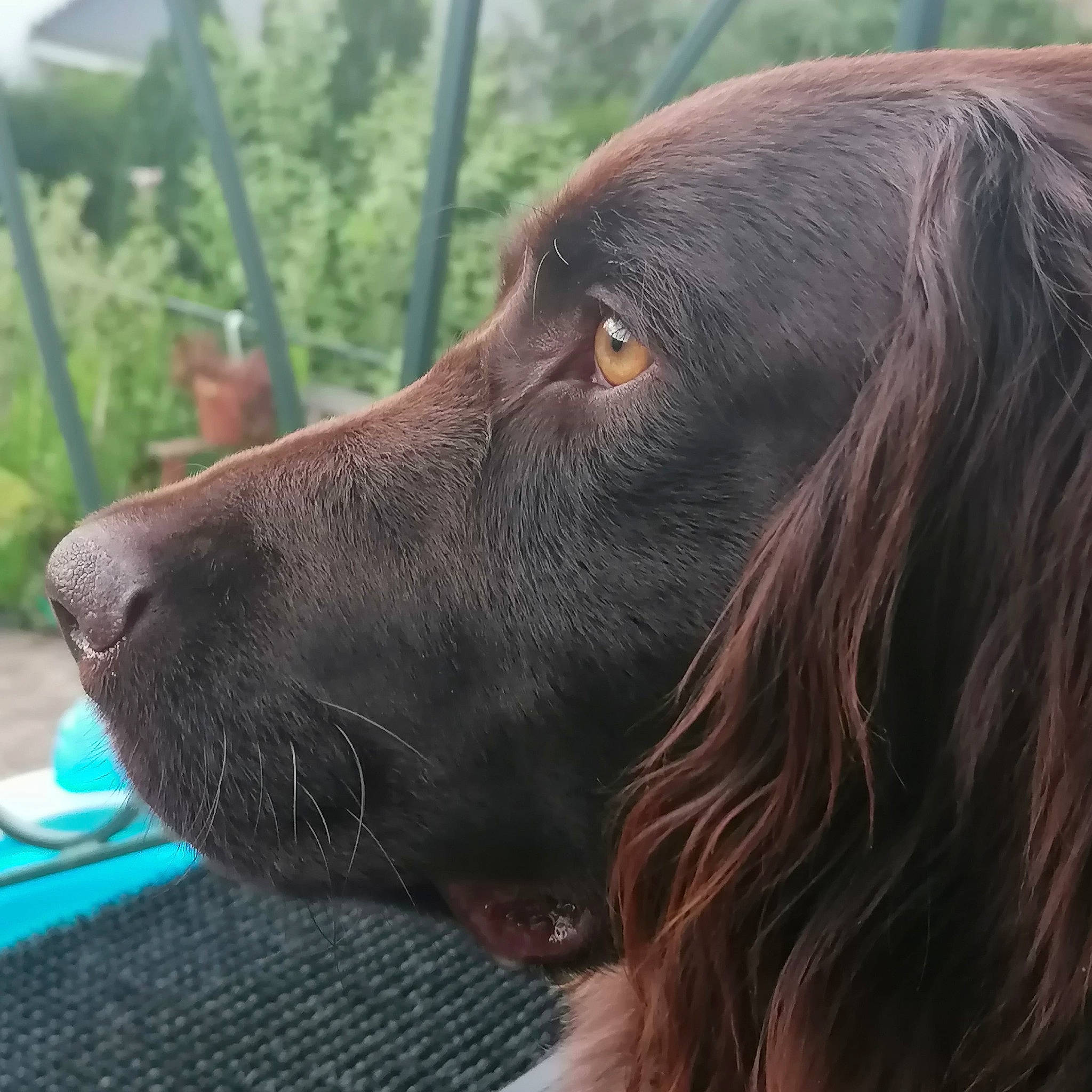 Wally participe au concours pour gagner de l'argent avec cette photo : boykin_spaniel, canidae, carnivore, dog, dog_breed, field_spaniel, german_longhaired_pointer, german_spaniel, hunting_dog, irish_setter, liver, mammal, picardy_spaniel, retriever, setter, snout, spaniel, sporting_group, sussex_spaniel, vertebrate