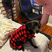 Cleo is registered to the contest to win money with this photo: dog, black_dog, pet_clothing, red_checkered_outfit, bed, white_sheets, shirtless_man, wooden_floor, office_chair, standing_fan, cardboard_boxes, indoor, home, person, pet, furniture, casual, interaction, black_fur, cozy