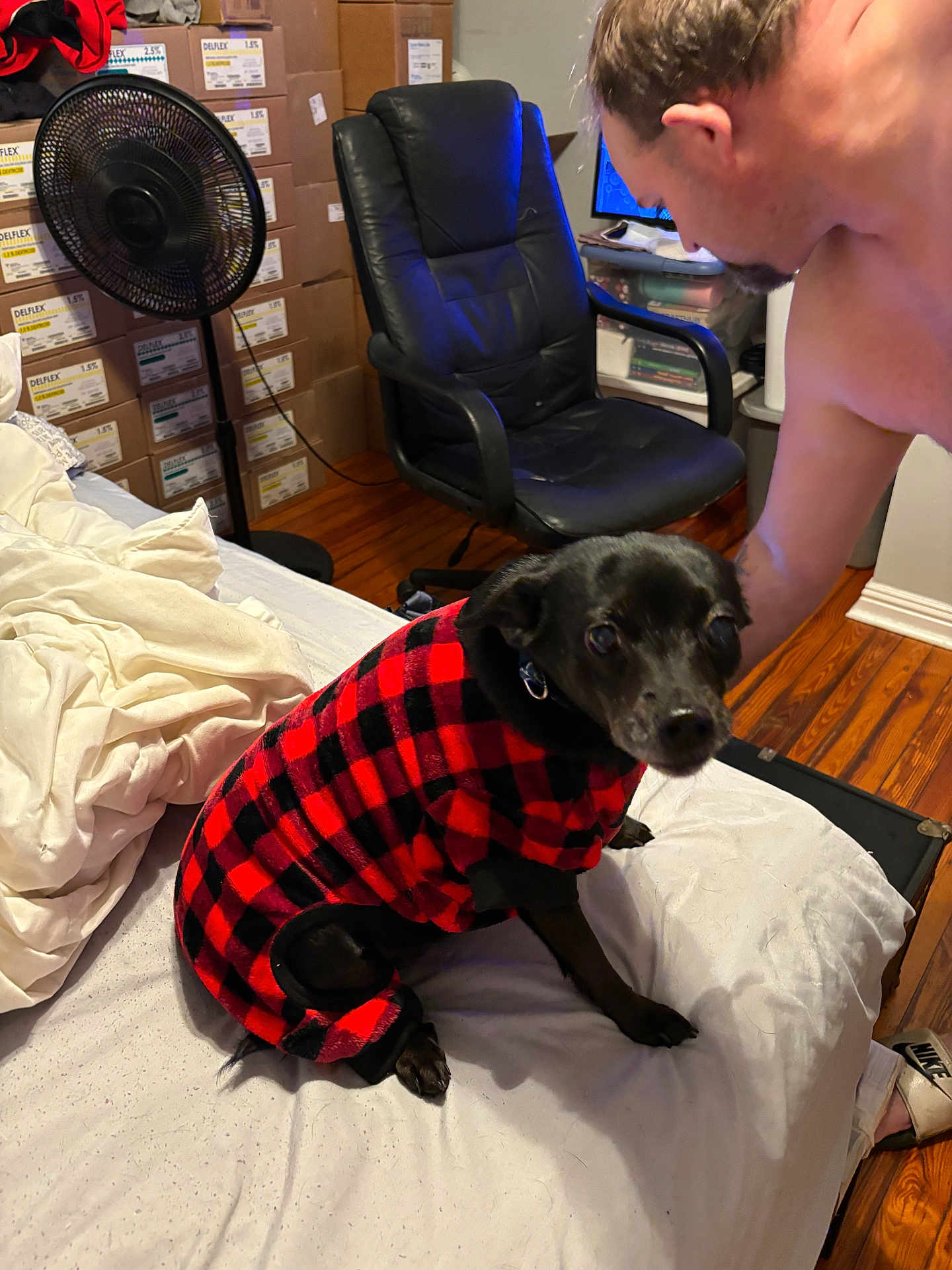 Cleo is registered to the contest to win money with this photo: dog, black_dog, pet_clothing, red_checkered_outfit, bed, white_sheets, shirtless_man, wooden_floor, office_chair, standing_fan, cardboard_boxes, indoor, home, person, pet, furniture, casual, interaction, black_fur, cozy