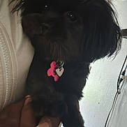 Dior joined the competition — help win amazing prizes! dog, black_dog, pet, indoor, hand, tag, bone_shaped_tag, framed_photos, table, wall, cable, furniture, close_up, animal, cute, fur, portrait, holding, nail, person