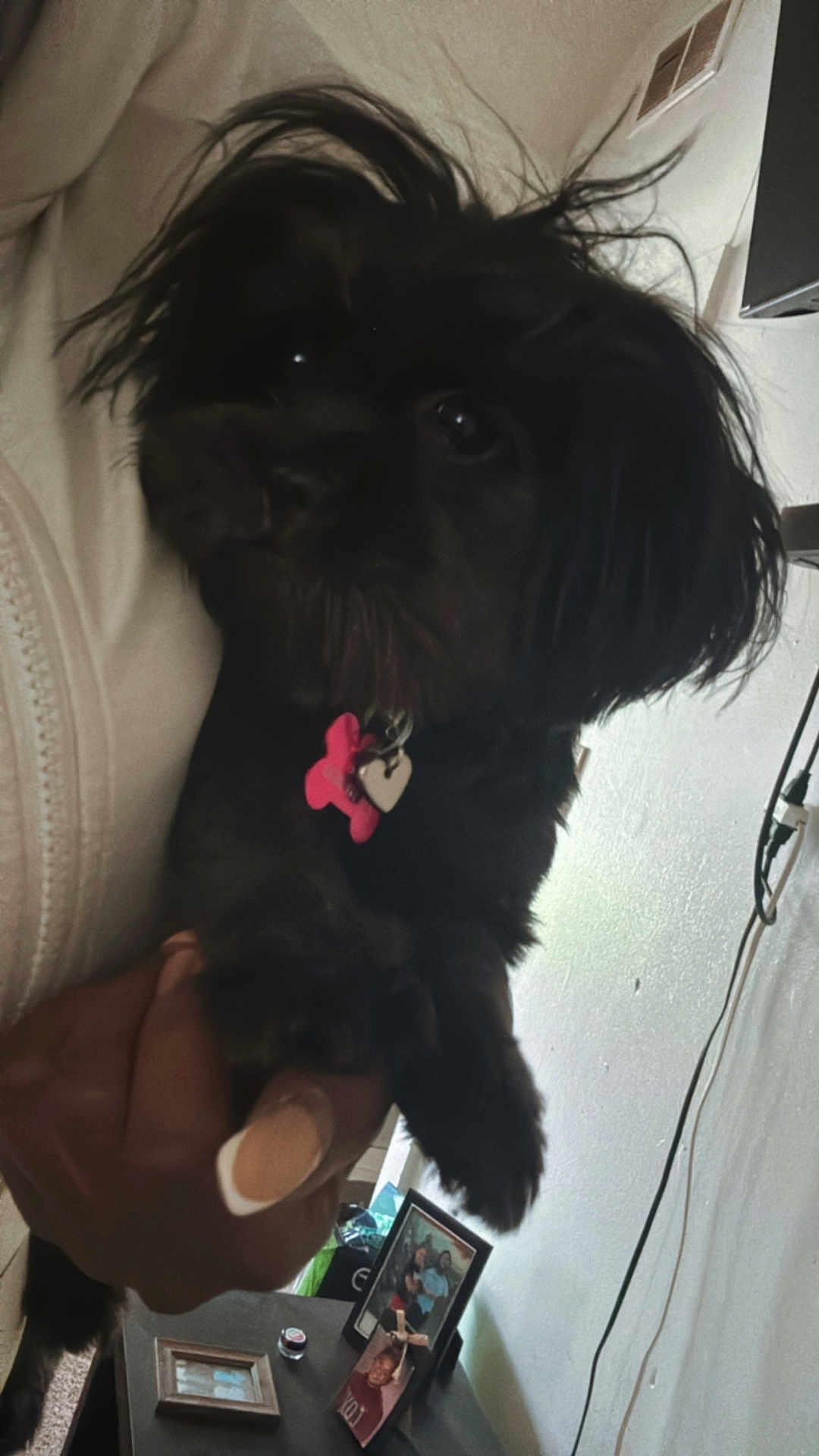 Dior joined the competition — help win amazing prizes! dog, black_dog, pet, indoor, hand, tag, bone_shaped_tag, framed_photos, table, wall, cable, furniture, close_up, animal, cute, fur, portrait, holding, nail, person
