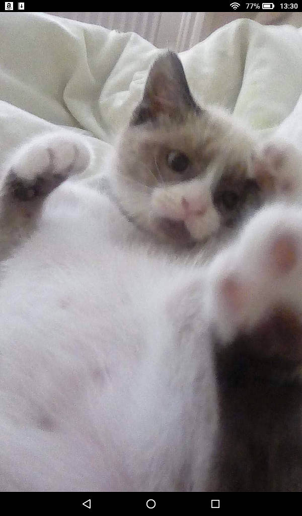 Rufy is registered to the contest to win money with this photo: carnivore, cat, comfort, domestic_short_haired_cat, fawn, felidae, fur, paw, small_to_medium_sized_cats, terrestrial_animal, whiskers