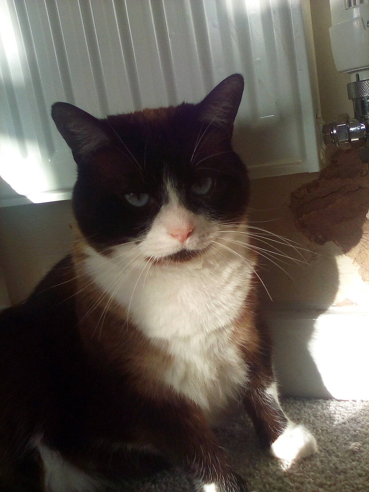 Rufy is registered to the contest to win money with this photo: carnivore, cat, comfort, domestic_short_haired_cat, felidae, formal_wear, fur, monochrome_photography, paw, sitting, small_to_medium_sized_cats, tail, tints_and_shades, whiskers, window