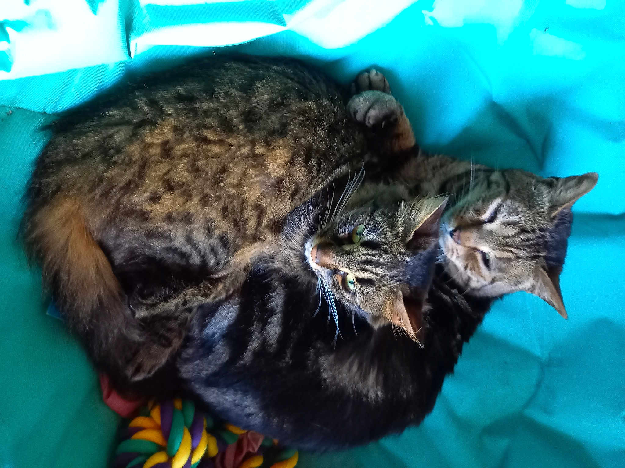 Nala Et Loulou