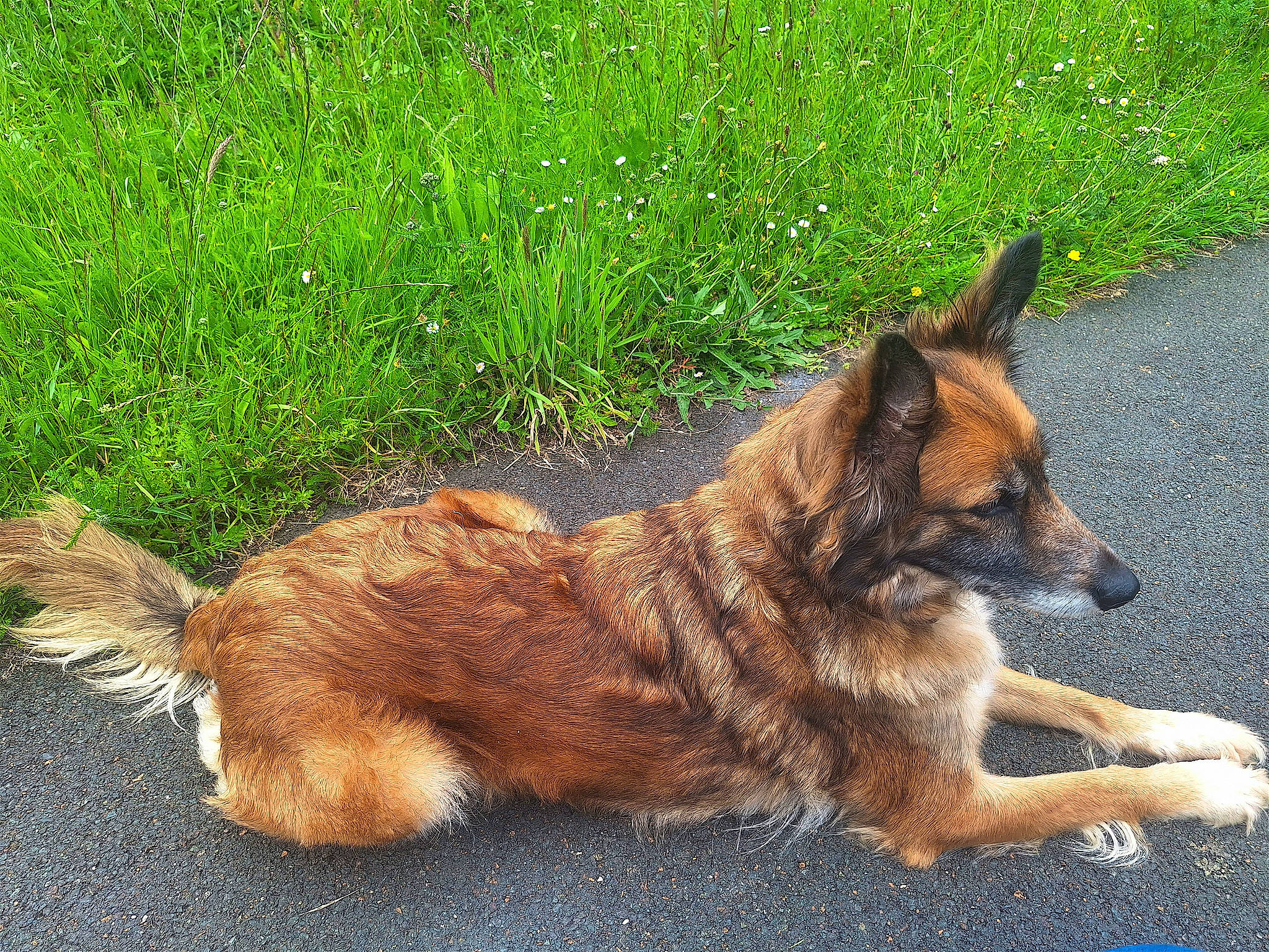 Opale participe au concours pour gagner de l'argent avec cette photo : canidae, carnivore, companion_dog, dog, dog_breed, fawn, foot, grass, herding_dog, king_shepherd, plant, snout, sporting_group, tail, terrestrial_animal, wildlife, working_animal, working_dog