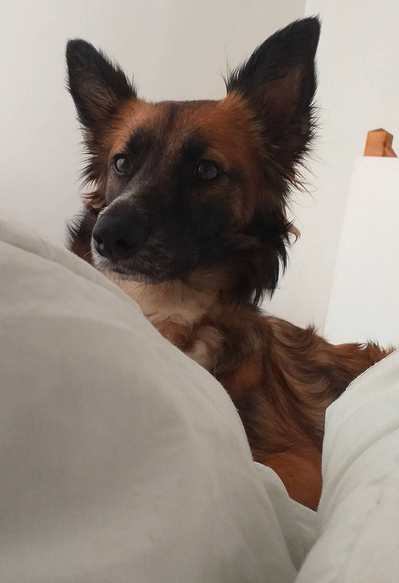 Opale a rejoint le concours — aidez-le/la à gagner de superbes lots ! canidae, carnivore, companion_dog, corgi_chihuahua, dog, dog_breed, dog_supply, ear, fawn, fur, liver, snout, sporting_group, terrestrial_animal, toy_dog, whiskers, working_animal, working_dog