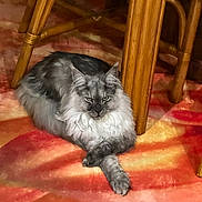 Apollo is registered to the contest to win money with this photo: cat, long_hair, feline, animal, pet, indoor, carpet, colorful, wooden_chair, crossed_paws, relaxed, resting, fur, ears, whiskers, floor, household, domestic_animal, mammal, home