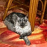 cat, long_hair, feline, animal, pet, indoor, carpet, colorful, wooden_chair, crossed_paws, relaxed, resting, fur, ears, whiskers, floor, household, domestic_animal, mammal, home