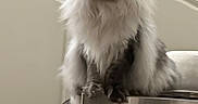 Apollo is registered to the contest to win money with this photo: cat, fluffy, long_hair, gray, white, indoor, pet, animal, feline, perched, stainless_steel, curious, majestic, mane, portrait, domestic, whiskers, ears, tail, sitting