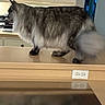 Apollo is registered to the contest to win money with this photo: cat, feline, fluffy, long_hair, tail, walking, kitchen, countertop, cabinet, glassware, indoor, pet, animal, domestic, side_view, gray, white, fur, reflection, household