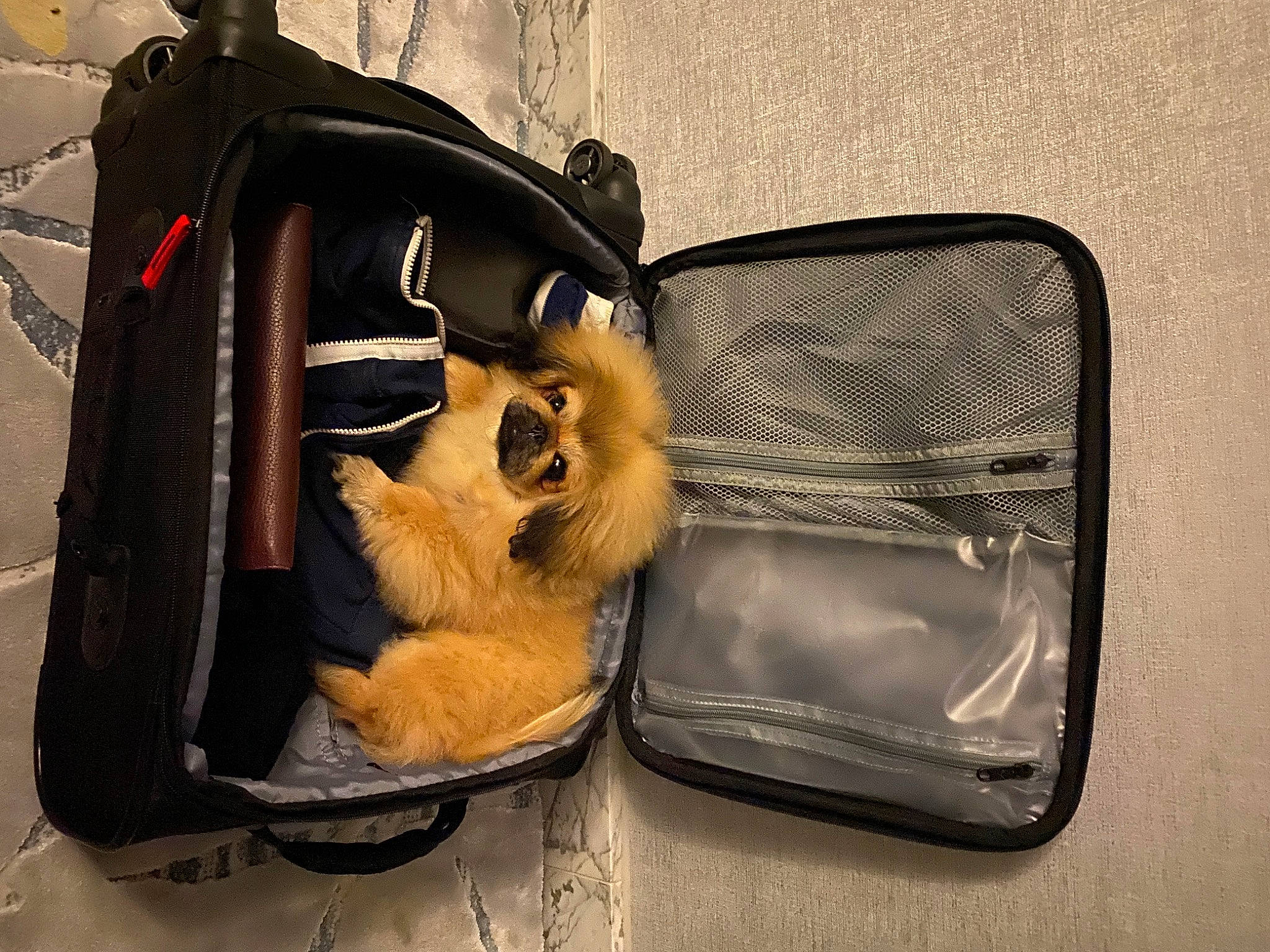 Brandy is registered to the contest to win money with this photo: auto_part, automotive_exterior, bag, canidae, carnivore, companion_dog, dog, dog_breed, dog_supply, eyewear, fashion_accessory, fawn, felidae, fur, metal, pet_supply, snout, sporting_group, toy_dog, working_animal