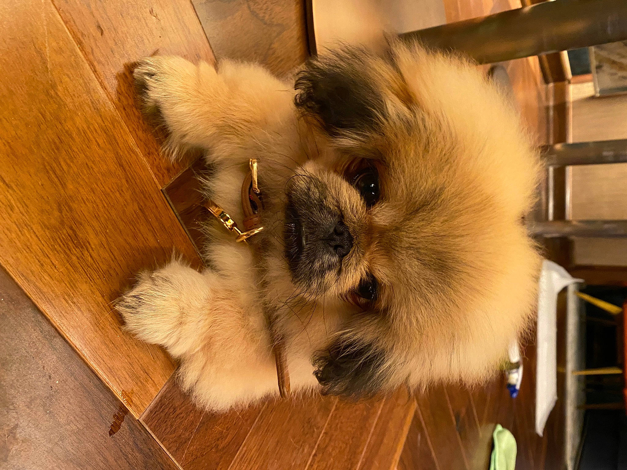 Brandy joined the competition — help win amazing prizes! birman, canidae, carnivore, companion_dog, dog, dog_breed, fawn, felidae, flooring, fur, hardwood, plank, small_to_medium_sized_cats, snout, sporting_group, toy_dog, whiskers, wood, wood_stain, working_animal