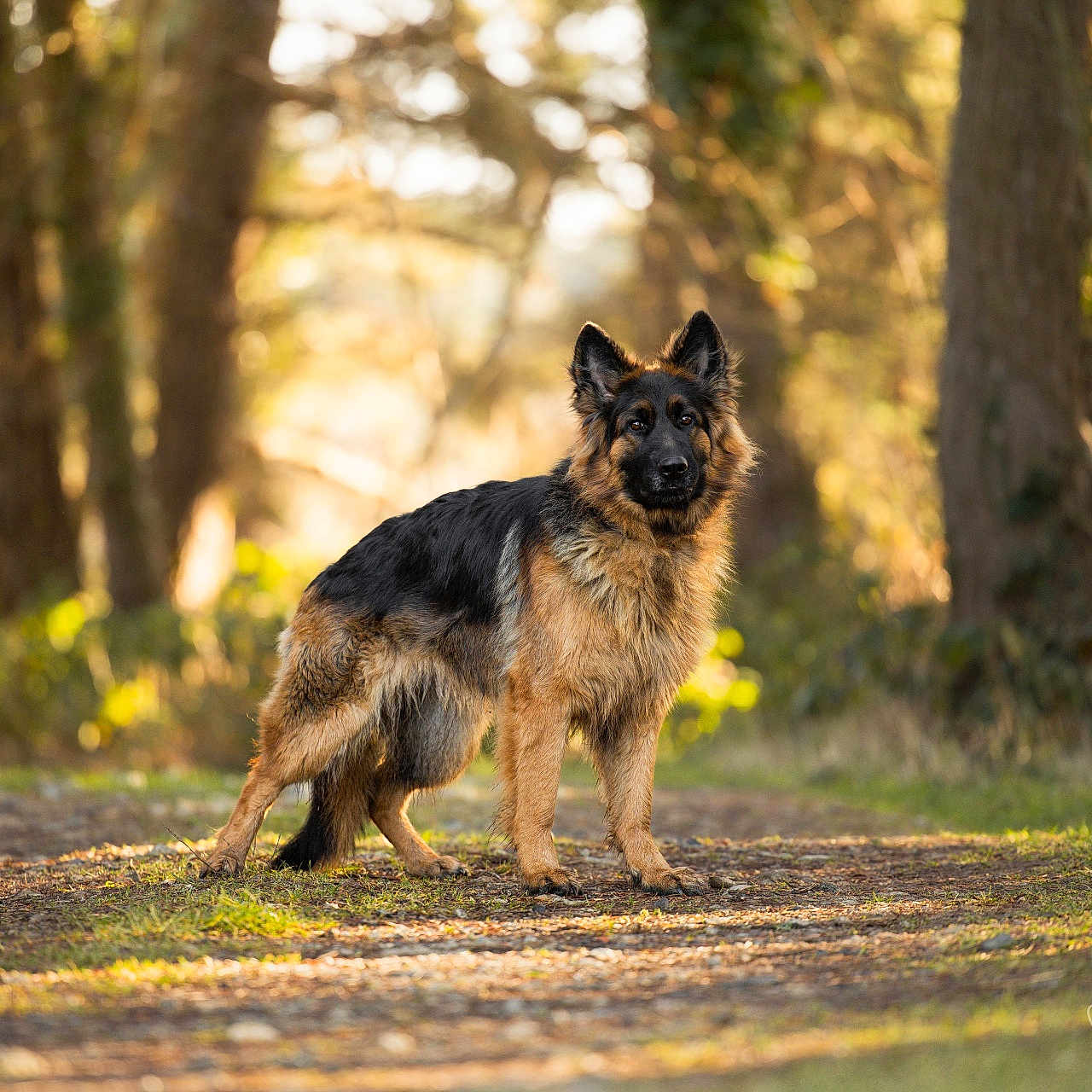 Vicky participe au concours pour gagner de l'argent avec cette photo : dog, german_shepherd, animal, canine, outdoor, forest, trees, path, nature, sunlight, golden_hour, standing, fur, alert, mammal, pet, wildlife, daylight, scenery, portrait
