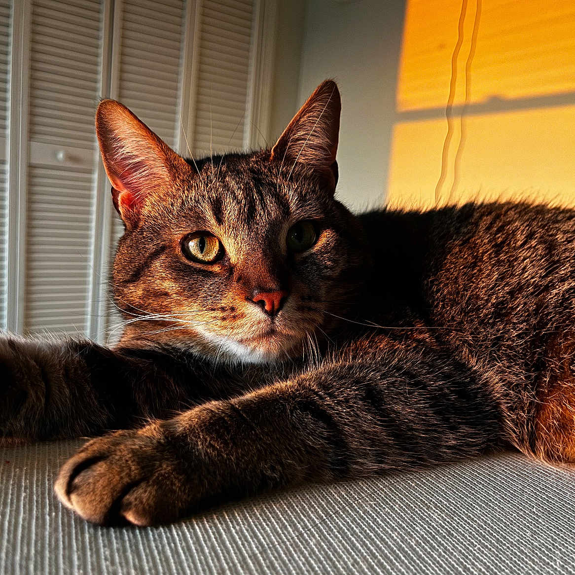 Simba joined the competition — help win amazing prizes! animal, cat, closeup, eyes, face, fur, home, indoor, orange_light, paw, pet, portrait, relaxing, resting, shadow, sunlight, tabby, texture, whiskers, window