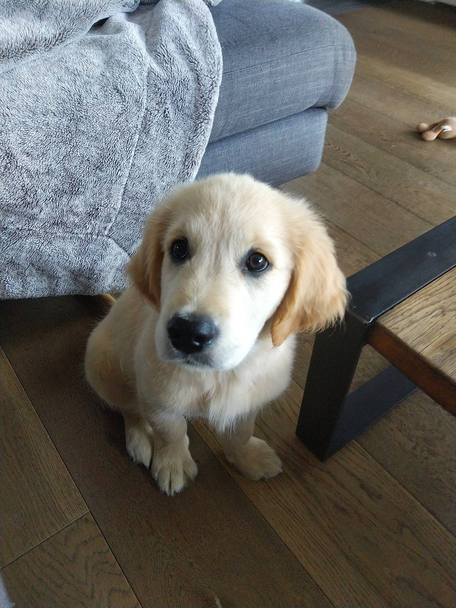 Maïko a rejoint le concours — aidez-le/la à gagner de superbes lots ! carnivore, comfort, companion_dog, dog, dog_breed, floor, flooring, fur, hardwood, outdoor_furniture, plank, varnish, whiskers, wood, wood_flooring, wood_stain