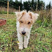 Hucky a rejoint le concours — aidez-le/la à gagner de superbes lots ! dog, grass, flower, outdoor, nature, pet, scruffy, cute, animal, field, greenery, fur, portrait, canine, closeup, garden, plant, leaf, summer, whiskers