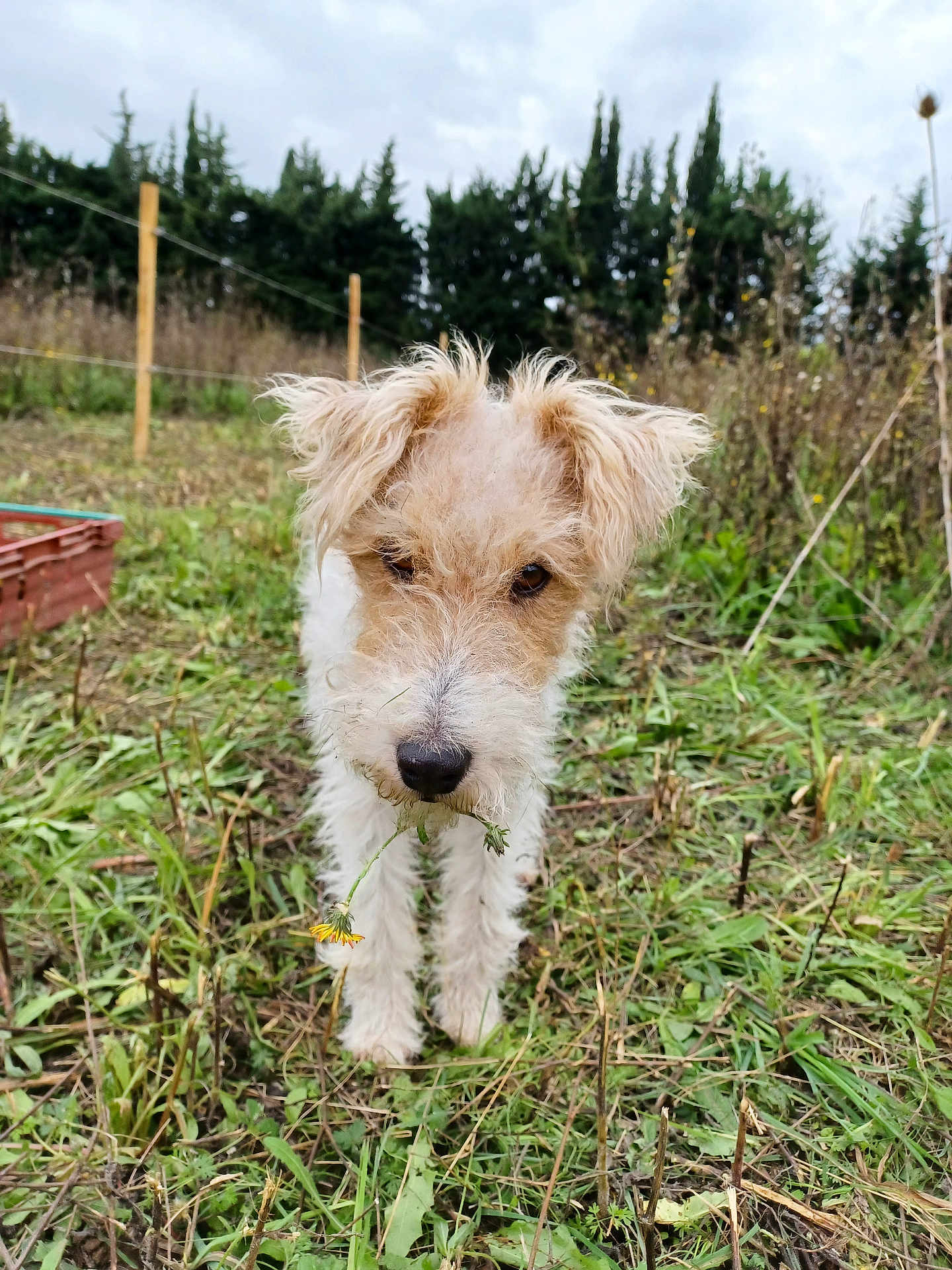 Hucky a rejoint le concours — aidez-le/la à gagner de superbes lots ! dog, grass, flower, outdoor, nature, pet, scruffy, cute, animal, field, greenery, fur, portrait, canine, closeup, garden, plant, leaf, summer, whiskers