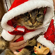 Azur participe au concours pour gagner de l'argent avec cette photo : animal, cat, celebration, christmas, closeup, costume, cute, elf_doll, face, festive, furry, hand, holiday, indoor, pet, red, santa_cloak, santa_hat, toy, white