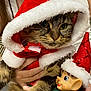 animal, cat, celebration, christmas, closeup, costume, cute, elf_doll, face, festive, furry, hand, holiday, indoor, pet, red, santa_cloak, santa_hat, toy, white